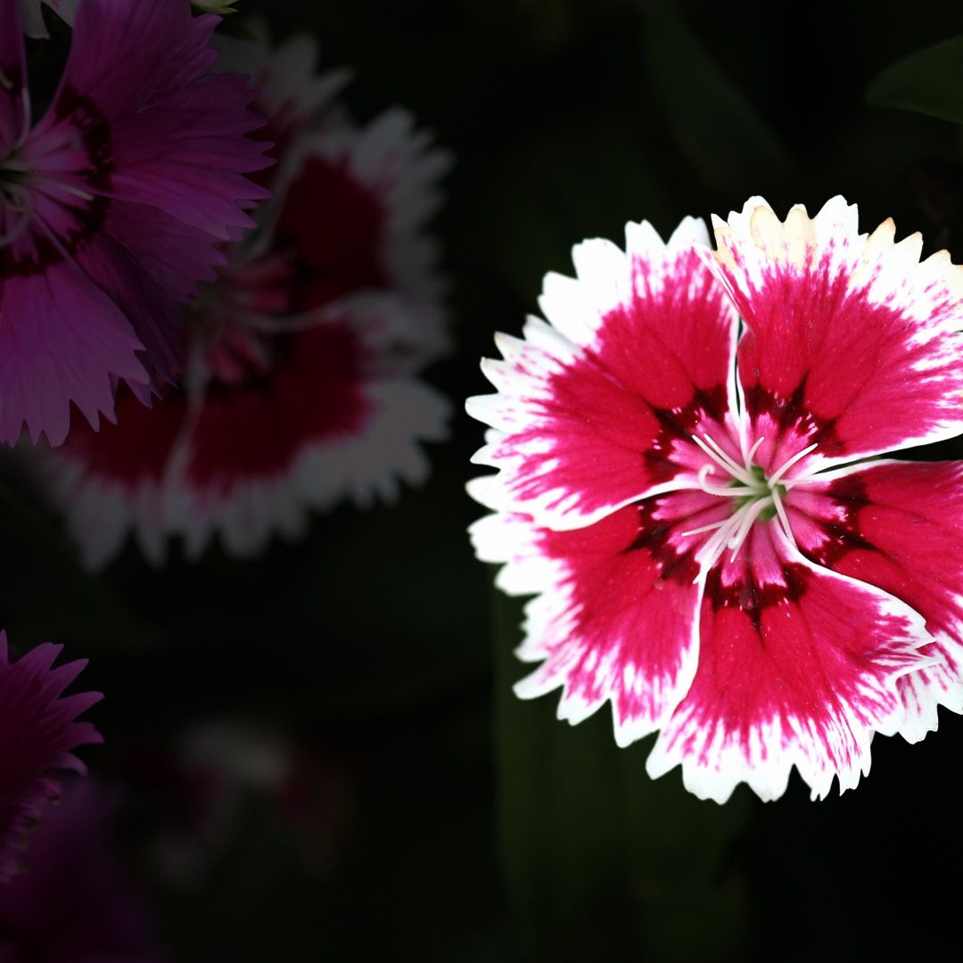 Dianthus