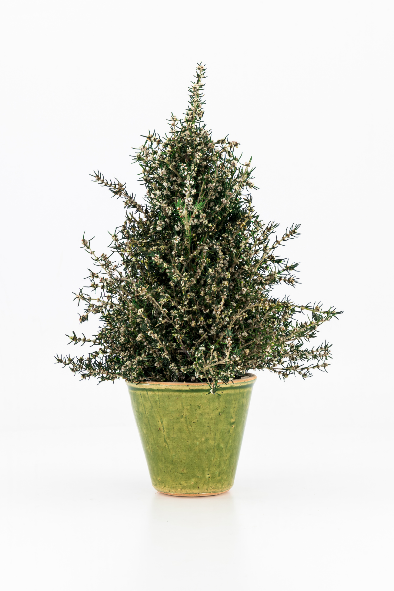 Snow Bush Potted Tree