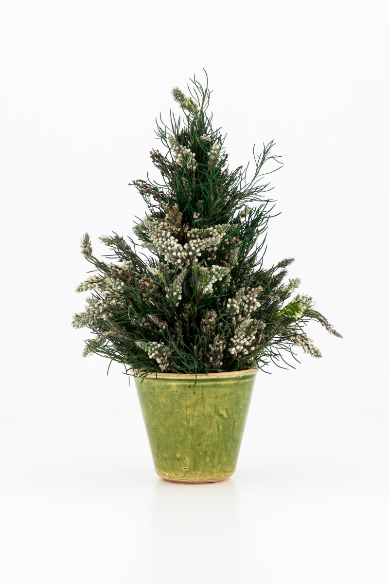 Spatalla Potted Tree