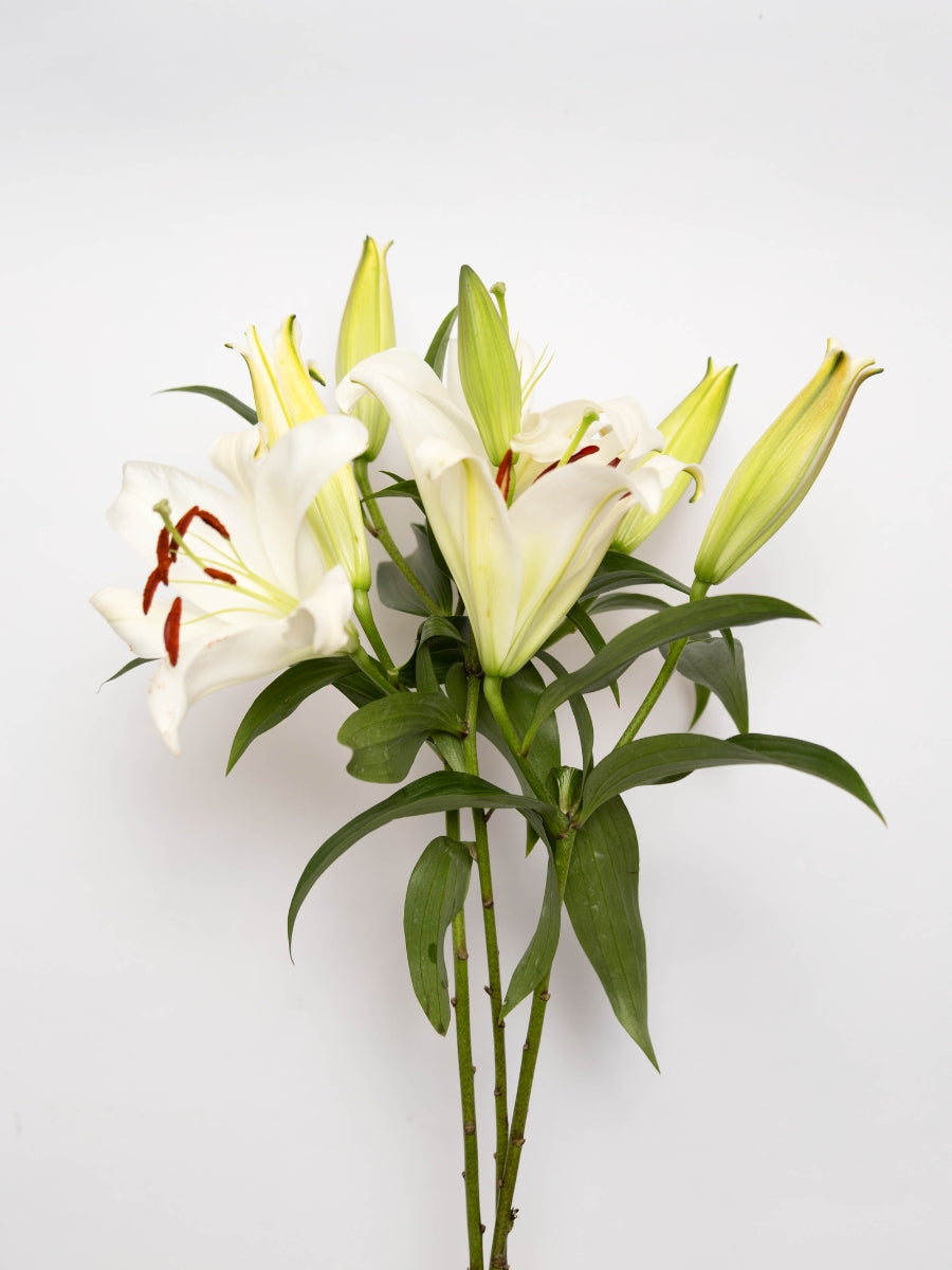 St Joseph's Lily by Stem for sale in-store or delivery