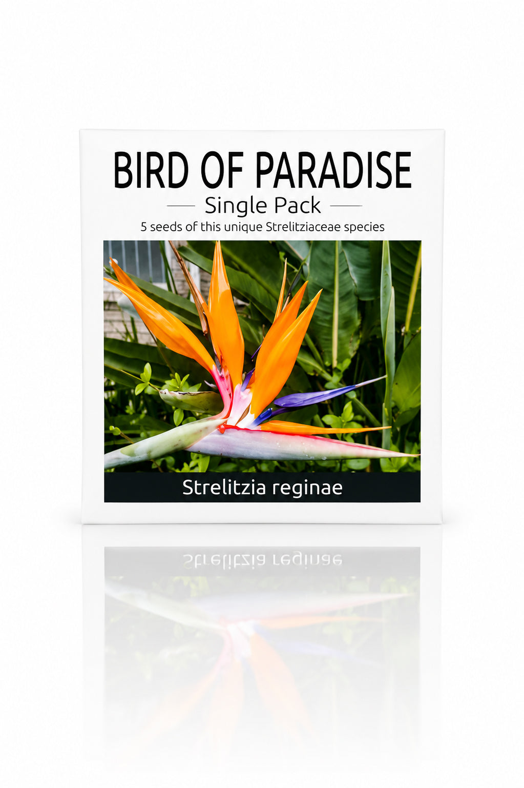 Seed Packet - Birds of Paradise