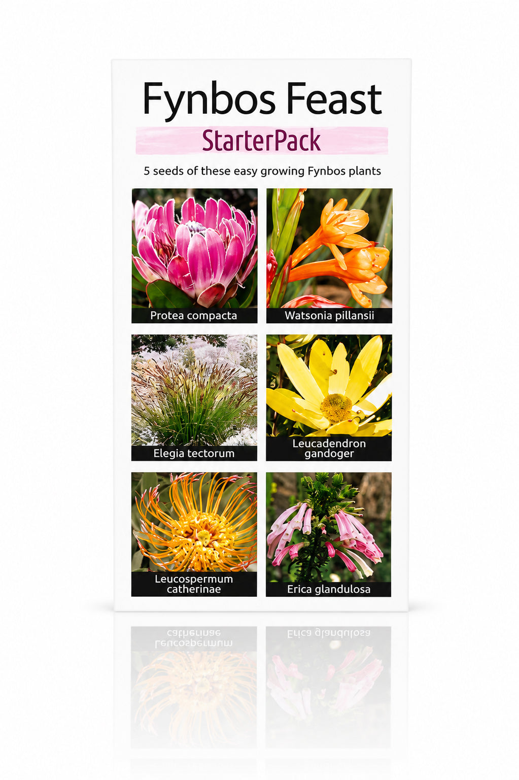 Seed Packet - Fynbos Starter Pack