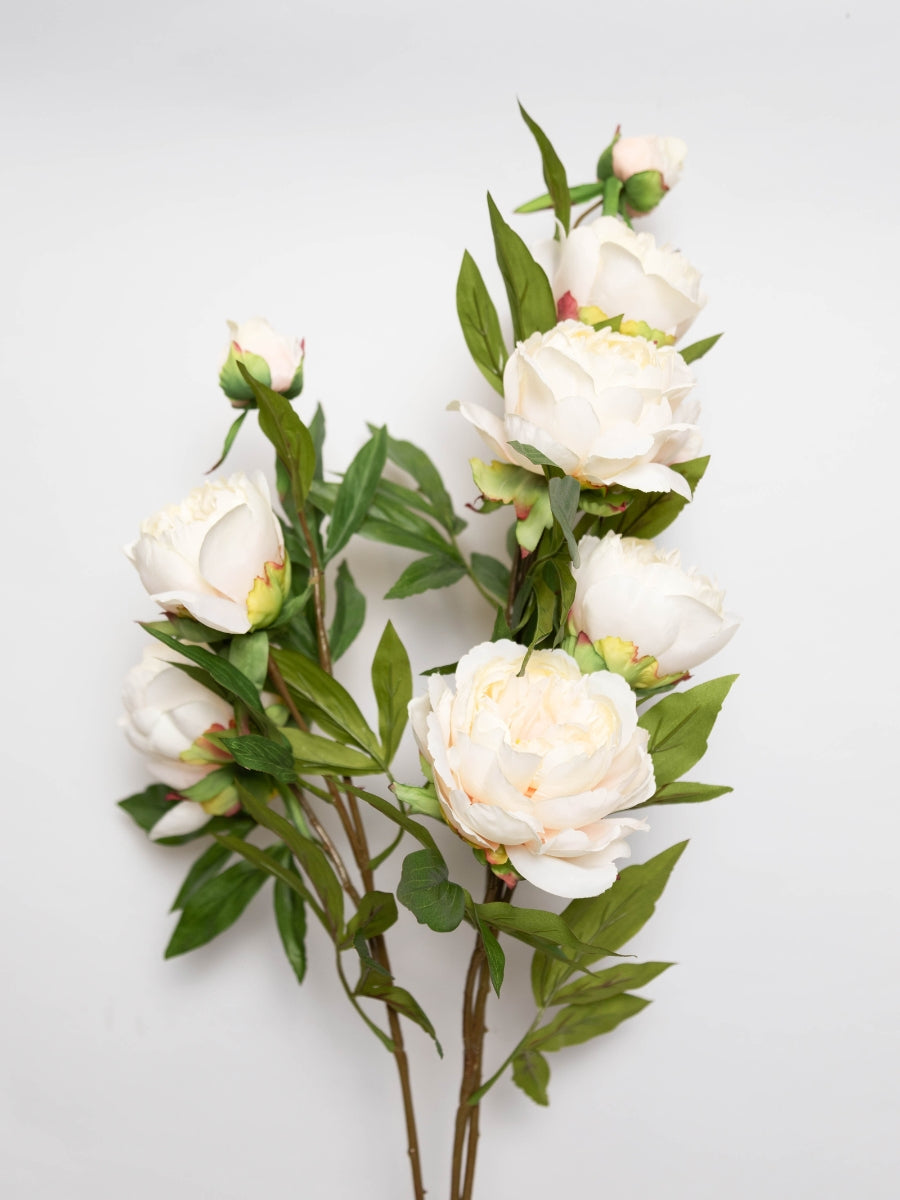 Silk Peony - Sea Shell for sale in-store or delivery